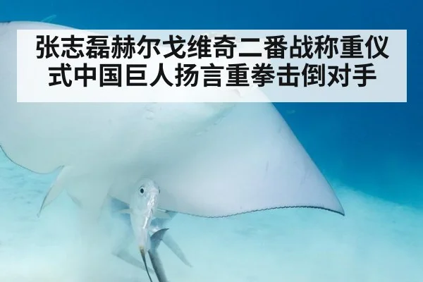 张志磊赫尔戈维奇二番战称重仪式中国巨人扬言重拳击倒对手